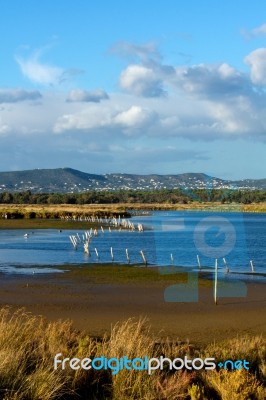 Beautiful Marshlands Stock Photo