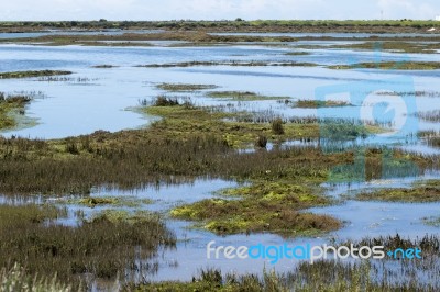 Beautiful Marshlands Stock Photo