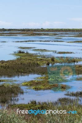 Beautiful Marshlands Stock Photo