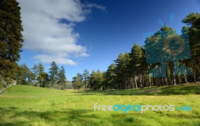 Beautiful Meadow With A Pine Tree Stock Photo