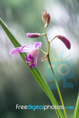 Beautiful Miniature Orchid Plant From Uruguay Just Blossomed Flo… Stock Photo