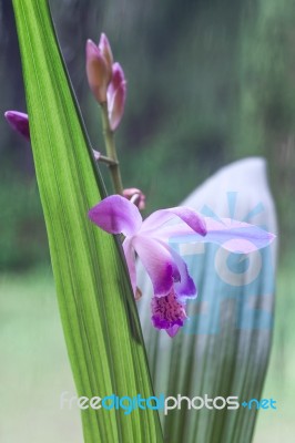 Beautiful Miniature Orchid Plant From Uruguay Just Blossomed Flo… Stock Photo