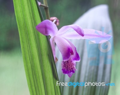 Beautiful Miniature Orchid Plant From Uruguay Just Blossomed Flo… Stock Photo