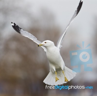 Beautiful Moment With The Flying Gull Stock Photo