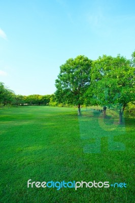 Beautiful Morning Light In Public Park With Green Grass Field An… Stock Photo