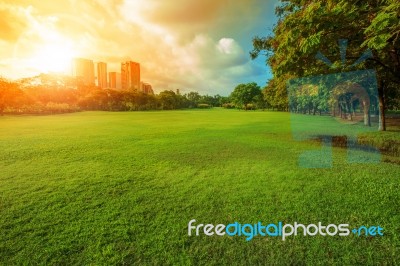 Beautiful Morning Light In Public Park With Green Grass Field And Green Fresh Tree Plant Perspective To Copy Space For Multipurpose Stock Photo