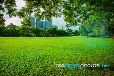 Beautiful Morning Sun Shining Light In Public Park With Green Grass Field And Green Fresh Tree Plant Perspective Use As Copy Space And Natural Background,backdrop Stock Photo