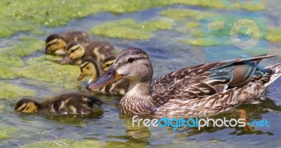 Beautiful Mother-duck With The Chicks Stock Photo