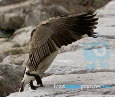 Beautiful Movement Of A Canada Goose Stock Photo