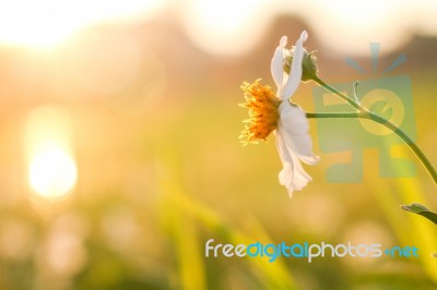 Beautiful Of Daisy Flowers Stock Photo