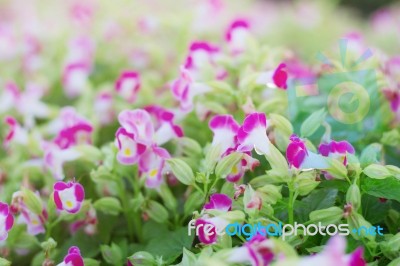 Beautiful Of Purple Flowers Stock Photo