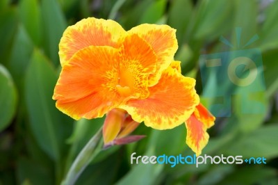 Beautiful Orange Canna Lily Stock Photo