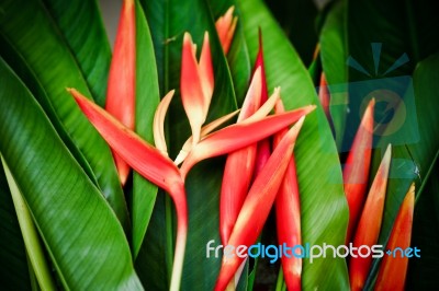 Beautiful Orange Flowers Stock Photo