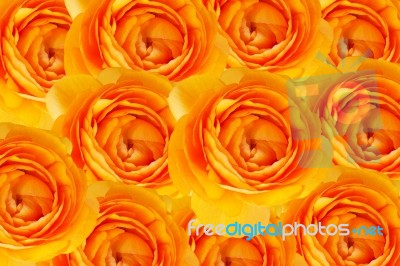 Beautiful Orange Flowers Background Stock Photo