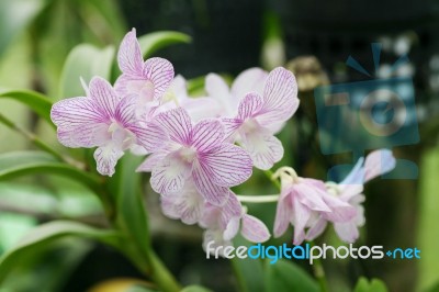 Beautiful Orchid Stock Photo