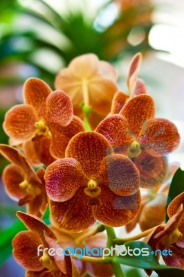 Beautiful Orchid Flower Stock Photo