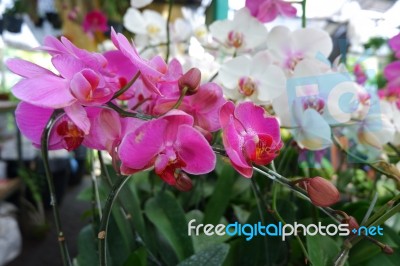 Beautiful Orchid Flower Stock Photo