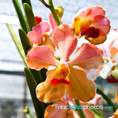 Beautiful Orchid In Garden Stock Photo