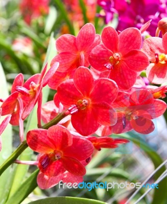 Beautiful Orchid In Garden Stock Photo