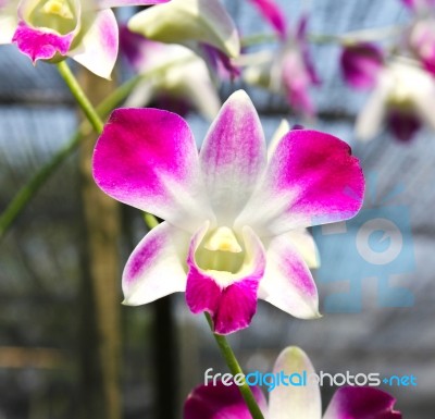 Beautiful Orchid In Garden Stock Photo