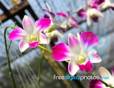 Beautiful Orchid In Garden Stock Photo