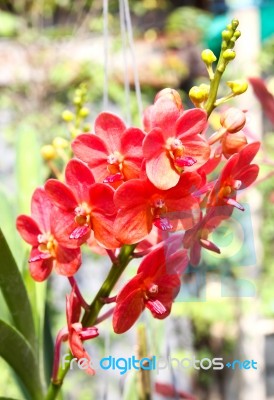 Beautiful Orchid In Garden Stock Photo