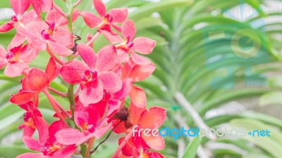 Beautiful Orchid In The Garden Stock Photo