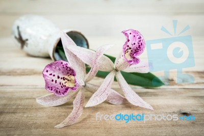 Beautiful Orchid On Wooden Board Stock Photo