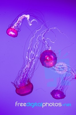 Beautiful Pacific Sea Nettles Stock Photo