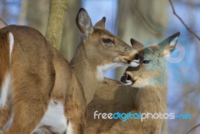 Beautiful Pair Of The Wild Deers Stock Photo