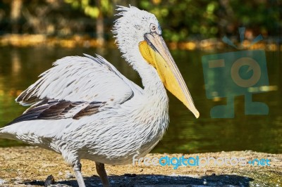 Beautiful Pelican In Zoo Stock Photo