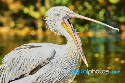 Beautiful Pelican With Open Mouth Stock Photo