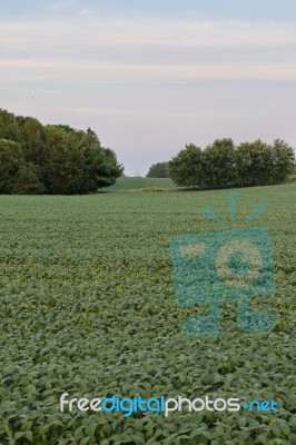 Beautiful Photo Of A Beautiful Potatoes Field Stock Photo