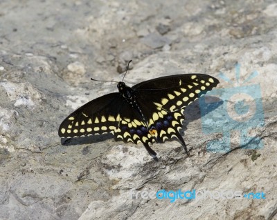 Beautiful Photo Of A Butterfly On The Rock Stock Photo