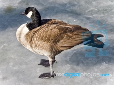 Beautiful Photo Of A Canada Goose Standing On Ice Stock Photo