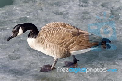 Beautiful Photo Of A Canada Goose Walking On Ice Stock Photo