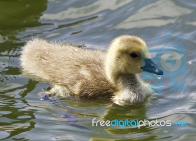 Beautiful Photo Of A Chick Of The Canada Geese Eating Stock Photo