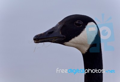 Beautiful Photo Of A Cute Canada Goose Stock Photo