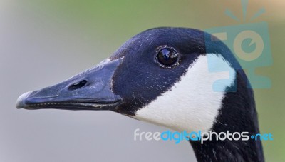 Beautiful Photo Of A Cute Canada Goose Stock Photo