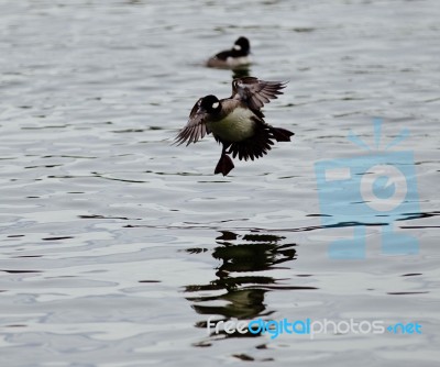 Beautiful Photo Of A Cute Duck Landing On A Lake Stock Photo