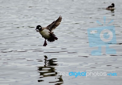 Beautiful Photo Of A Cute Duck Landing On A Lake Stock Photo