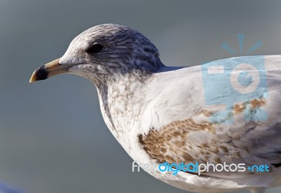 Beautiful Photo Of A Cute Gull On A Shore Stock Photo