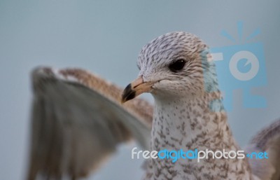 Beautiful Photo Of A Cute Gull With The Wings Opened Stock Photo