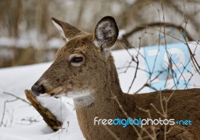 Beautiful Photo Of A Cute Wild Deer In The Snowy Forest Stock Photo