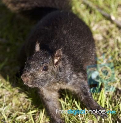 Beautiful Photo Of A Funny Black Squirrel Stock Photo