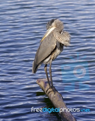 Beautiful Photo Of A Great Blue Heron Stock Photo