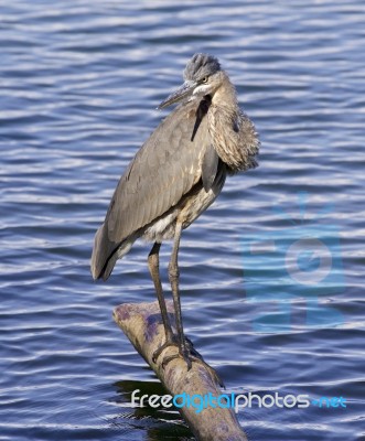 Beautiful Photo Of A Great Blue Heron Near The Water Stock Photo