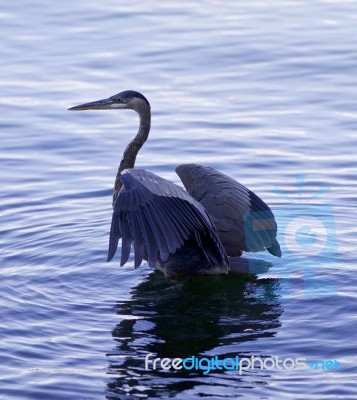 Beautiful Photo Of A Great Blue Heron Standing In The Water Stock Photo