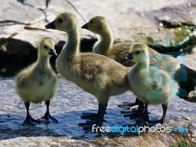 Beautiful Photo Of A Group Of The Small Chicks Of The Canada Geese Stock Photo