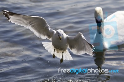 Beautiful Photo Of A Gull Flying Away From A Swan Stock Photo